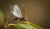 En été, par temps orageux, des essaims impressionnants de fourmis volantes peuvent faire leur apparition. Il s’agit d’une étape cruciale de leur cycle de reproduction : le vol nuptial. Mais quelques fois, les fourmis envahissent temporairement les habitations. Une telle apparition peut surprendre voire déranger mais certaines méthodes permettent de les repousser.